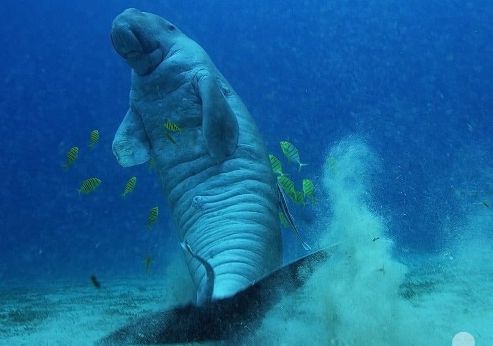 Les dugongs, les sentinelles des écosystèmes marins tropicaux