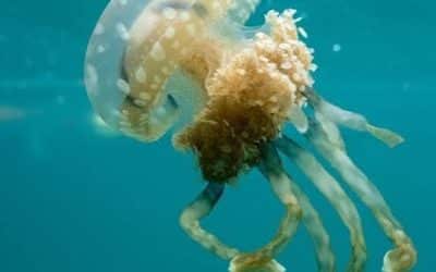 Bucas Grande et Sohoton Cove : Guide | Évasion Tropicale