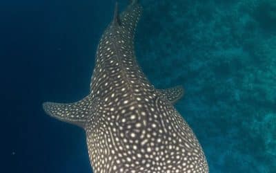 Donsol : Nager avec les requins-baleines | Évasion Tropicale